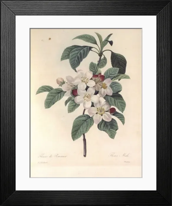Framed Print : Apple blossom Framed Print : Apple blossom