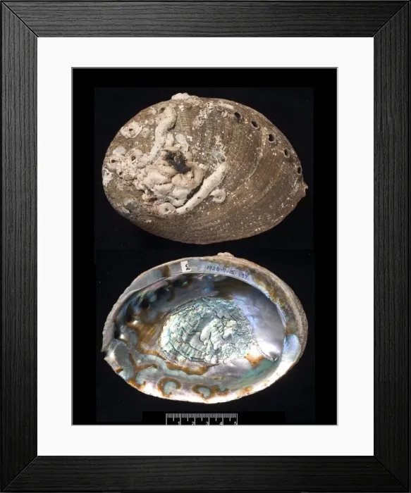 Framed Print : Haliotis fulgens, green abalone Framed Print : Haliotis fulgens, green abalone