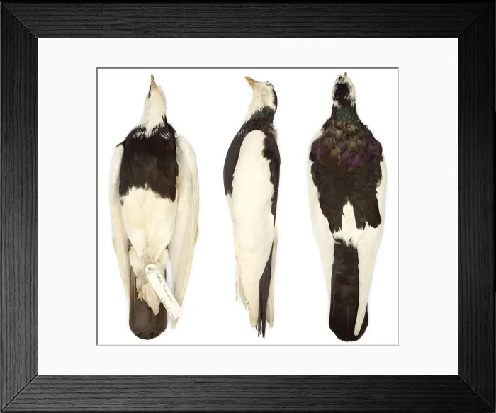 Framed Print : Roller Tumbler, domestic pigeon Framed Print : Roller Tumbler, domestic pigeon