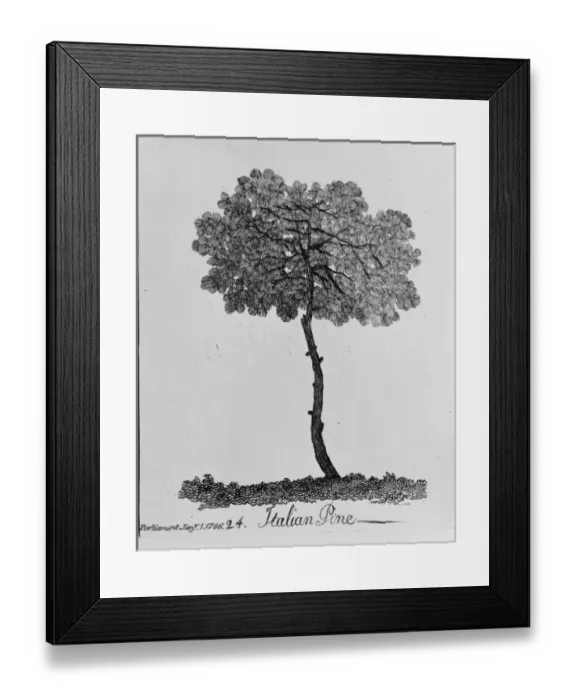 Framed Print : Italian Pine Framed Print : Italian Pine