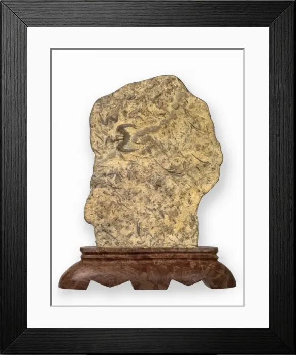 Framed Print : Butterfly stone Hu-die-shih trilobites Framed Print : Butterfly stone Hu-die-shih trilobites