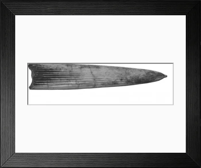 Framed Print : Aulacoceras sulcatum, belemnite