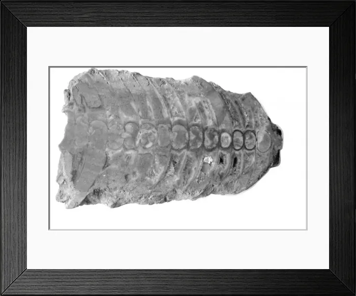 Framed Print : Actinoceras oreleriseptum, nautiloid Framed Print : Actinoceras oreleriseptum, nautiloid