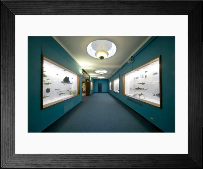 Framed Print : Fish on display at the Natural History Museum Framed Print : Fish on display at the Natural History Museum