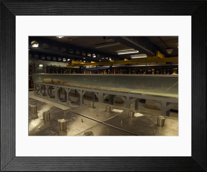 Framed Print : Architeutis dux, giant squid Framed Print : Architeutis dux, giant squid