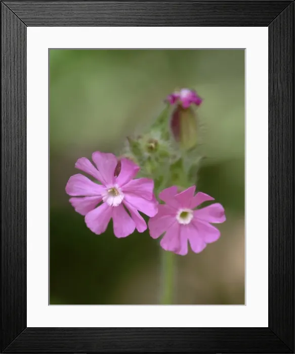 Framed Print : Silene dioica, red campion Framed Print : Silene dioica, red campion