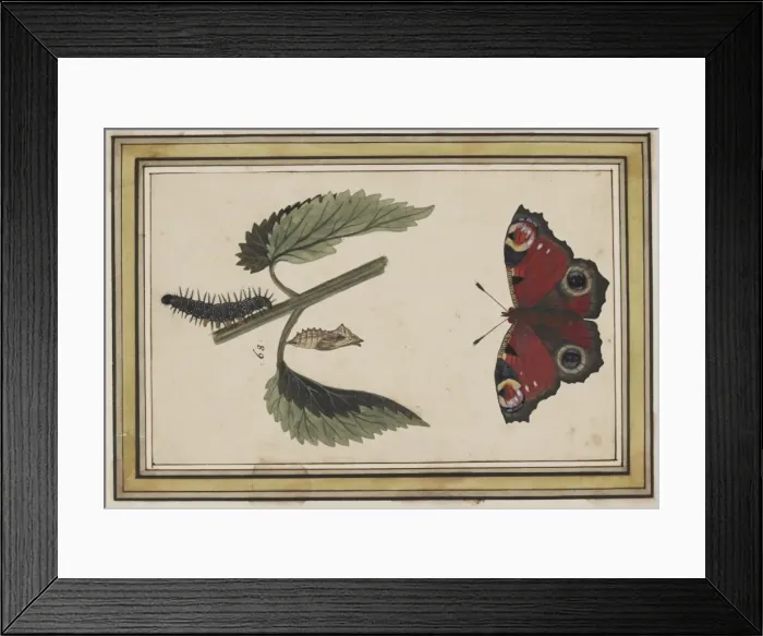 Framed Print : C Flegel. Illustration by C Flegel Framed Print : C Flegel. Illustration by C Flegel