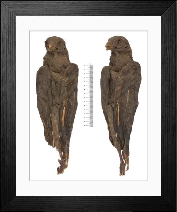 Framed Print : Falco cherrug, saker falcon Framed Print : Falco cherrug, saker falcon