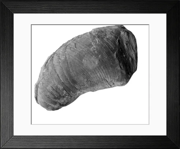 Framed Print : Phragmoceras sp. nautiloid Framed Print : Phragmoceras sp. nautiloid