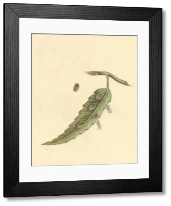 Framed Print : English Insects illustration by James Barbut Framed Print : English Insects illustration by James Barbut