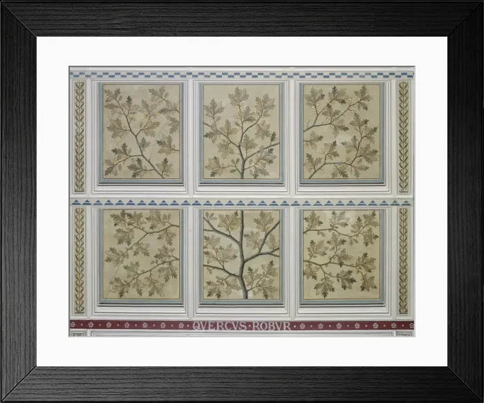 Framed Print : Quercus robur, English oak Framed Print : Quercus robur, English oak