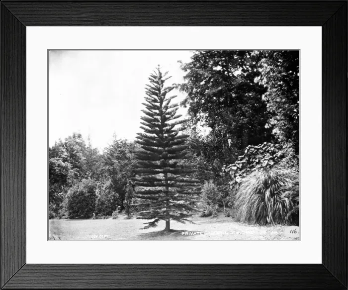 Framed Print : Private garden, St. Michael, Azores 1873 Framed Print : Private garden, St. Michael, Azores 1873