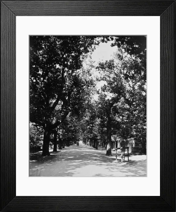 Framed Print : An avenue near Table Mountain. Cape Town, South Africa Framed Print : An avenue near Table Mountain. Cape Town, South Africa