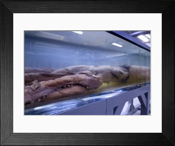 Framed Print : Architeutis dux, giant squid Framed Print : Architeutis dux, giant squid