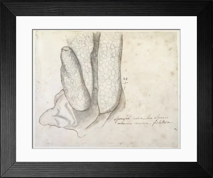 Framed Print : Drawing labelled Sponge Framed Print : Drawing labelled Sponge