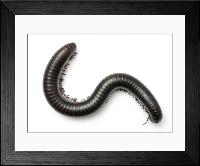 Framed Print : Archispirostreptus gigas, African giant black millipede Framed Print : Archispirostreptus gigas, African giant black millipede