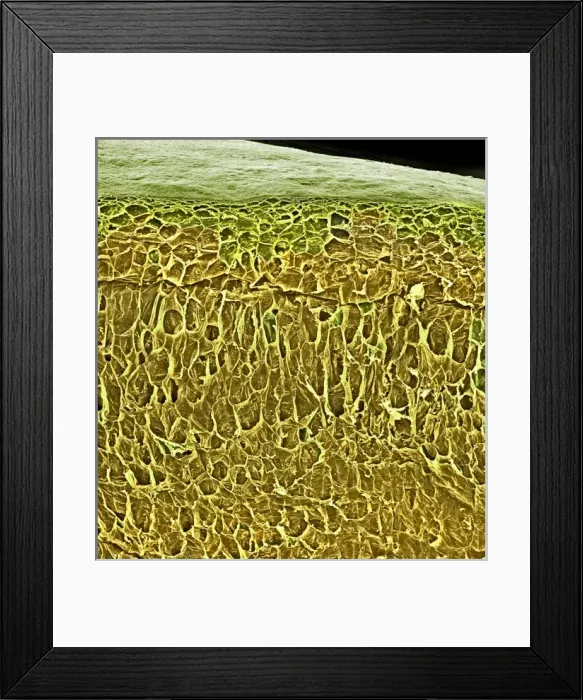 Framed Print : Vitis sp. white grape Framed Print : Vitis sp. white grape