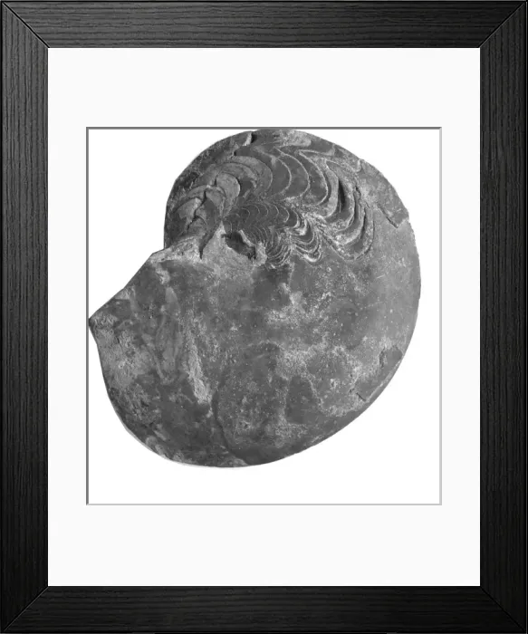 Framed Print : Manticoceras acutum, ammonoid Framed Print : Manticoceras acutum, ammonoid