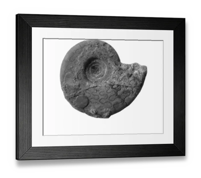 Framed Print : Pronorites cyclolobus, ammonoid Framed Print : Pronorites cyclolobus, ammonoid