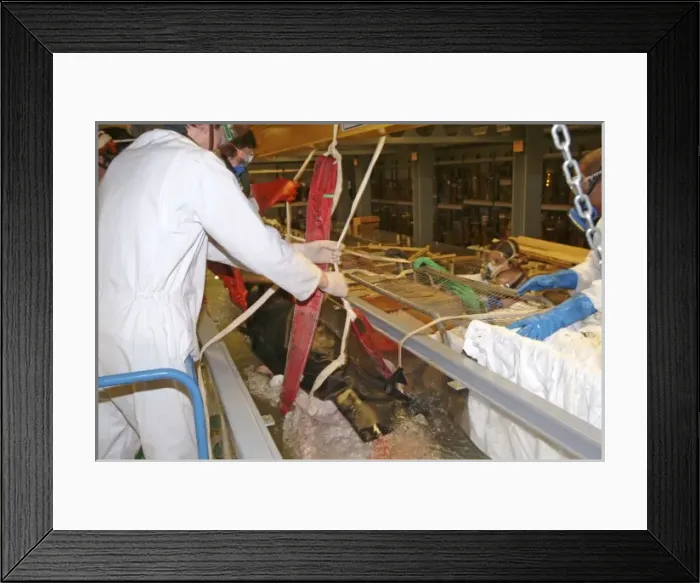 Framed Print : Architeutis dux, giant squid Framed Print : Architeutis dux, giant squid