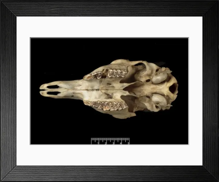 Framed Print : Tetracerus quadricornis, four-horned antelope Framed Print : Tetracerus quadricornis, four-horned antelope