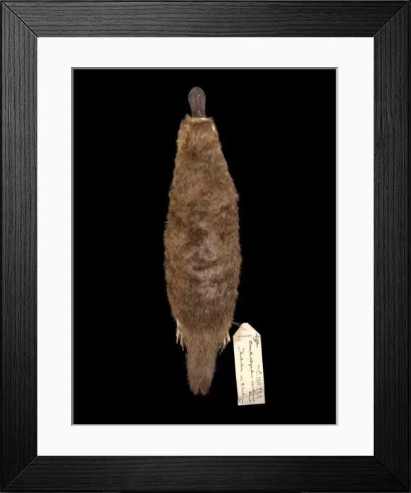 Framed Print : Ornithorhynchus anatinus, duck-billed platypus Framed Print : Ornithorhynchus anatinus, duck-billed platypus