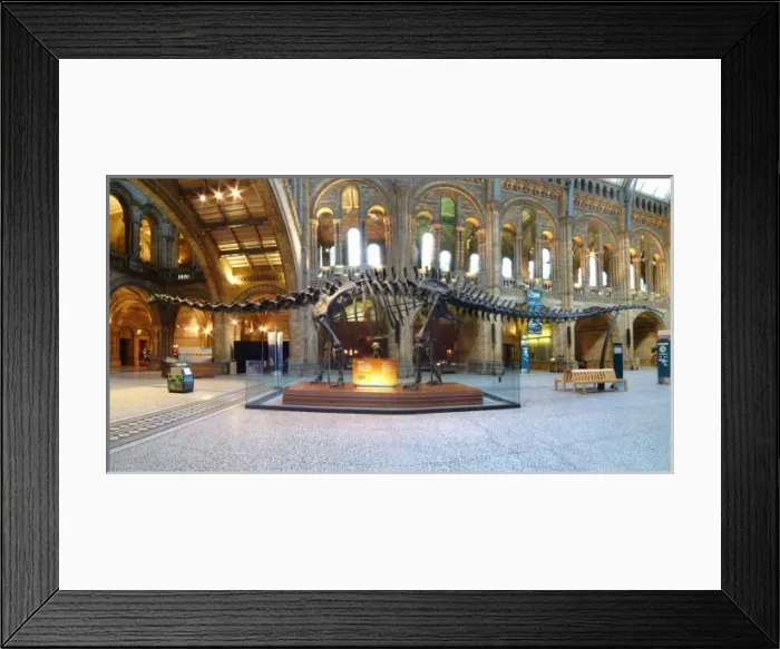 Framed Print : Diplodocus carnegiei Framed Print : Diplodocus carnegiei