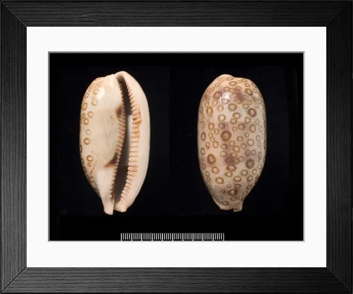 Framed Print : Cypraea argus, hundred-eyed cowrie Framed Print : Cypraea argus, hundred-eyed cowrie