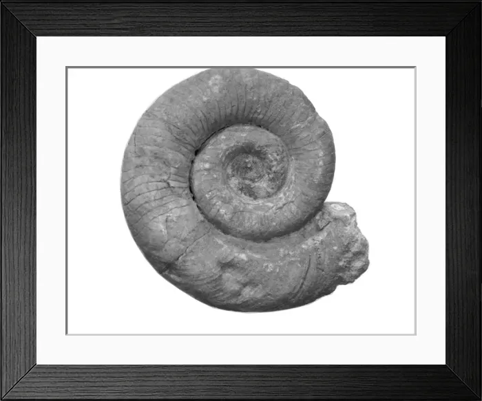 Framed Print : Schroederoceras bandonis, cephalopod Framed Print : Schroederoceras bandonis, cephalopod