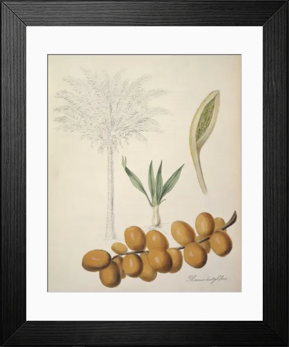 Framed Print : Phoenix dactylifera, palm date Framed Print : Phoenix dactylifera, palm date