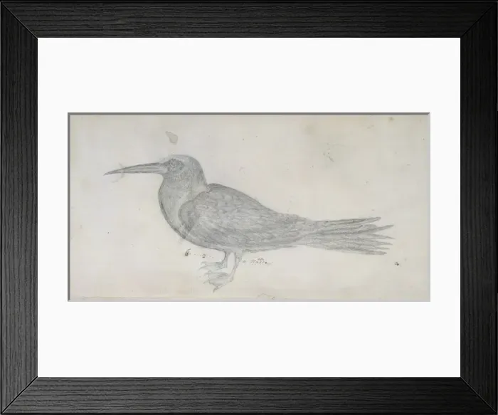 Framed Print : Noddy. A pencil sketch from the Drawings Collection of Thomas Malie (1726-42) Framed Print : Noddy. A pencil sketch from the Drawings Collection of Thomas Malie (1726-42)