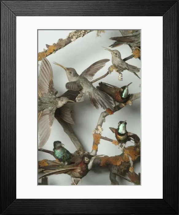 Framed Print : Hummingbirds in a cabinet Framed Print : Hummingbirds in a cabinet