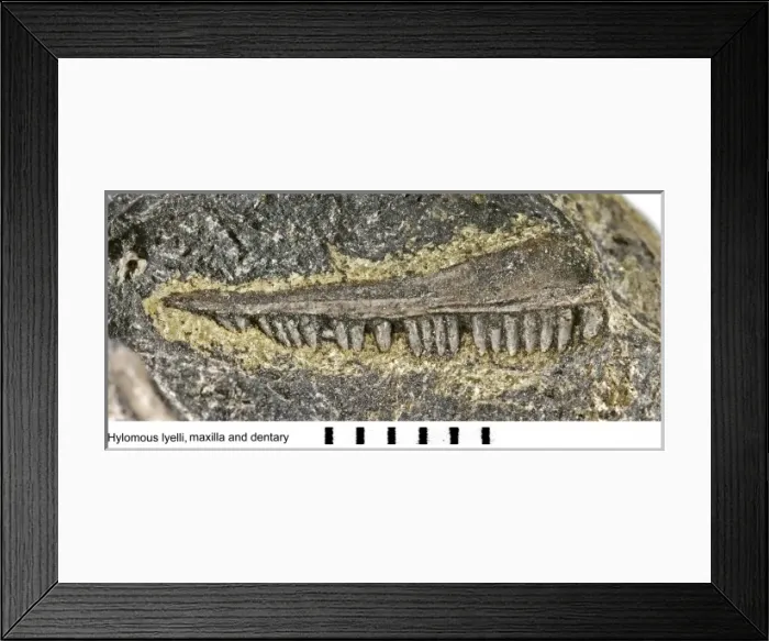 Framed Print : Hylomous lyelli Framed Print : Hylomous lyelli