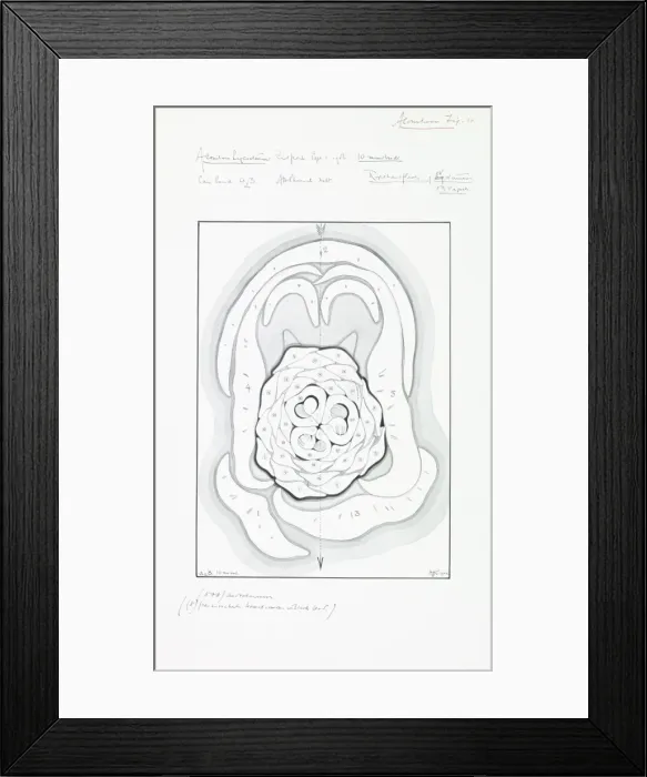Framed Print : Illustration by Arthur Harry Church (1865-1937) Framed Print : Illustration by Arthur Harry Church (1865-1937)