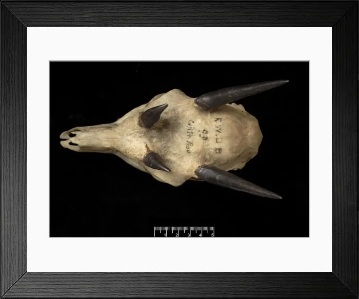 Framed Print : Tetracerus quadricornis, four-horned antelope skull Framed Print : Tetracerus quadricornis, four-horned antelope skull