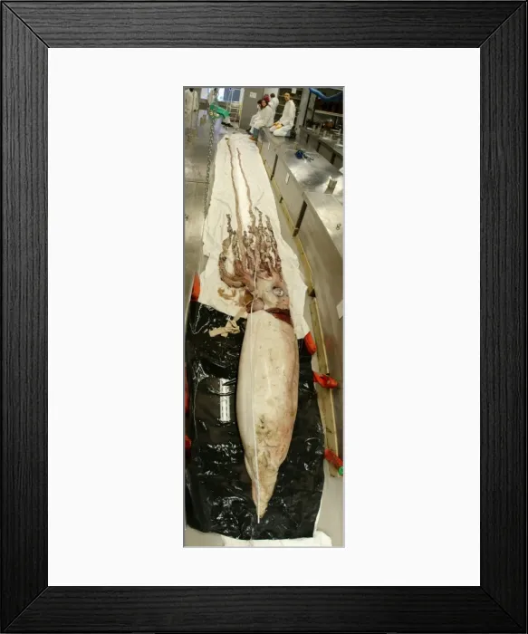 Framed Print : Architeuthis dux Steenstrup, 1857, squid Framed Print : Architeuthis dux Steenstrup, 1857, squid