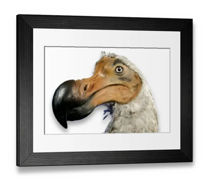 Framed Print : Raphus cucullatus, dodo Framed Print : Raphus cucullatus, dodo