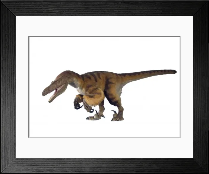 Framed Print : Velociraptor Framed Print : Velociraptor