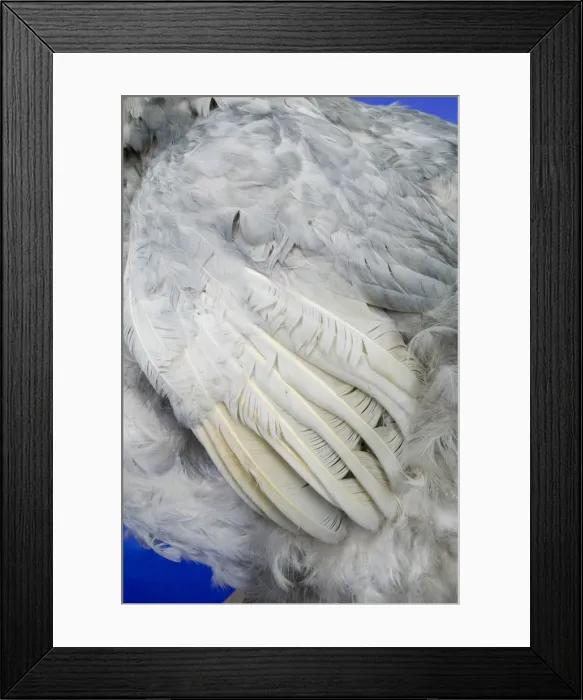 Framed Print : Raphus cucullatus, dodo Framed Print : Raphus cucullatus, dodo