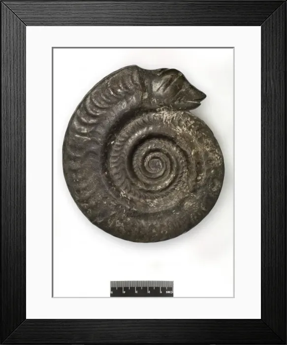 Framed Print : Hildoceras bifrons, snakestone ammonite Framed Print : Hildoceras bifrons, snakestone ammonite