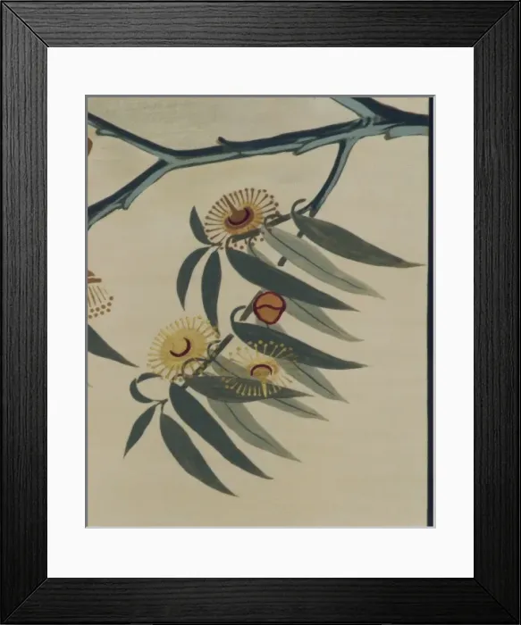 Framed Print : Eucalyptus globulus, Tasmanian blue gum Framed Print : Eucalyptus globulus, Tasmanian blue gum