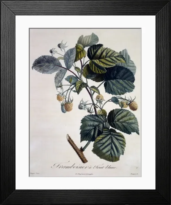 Framed Print : Rubus idaeus, raspberry Framed Print : Rubus idaeus, raspberry