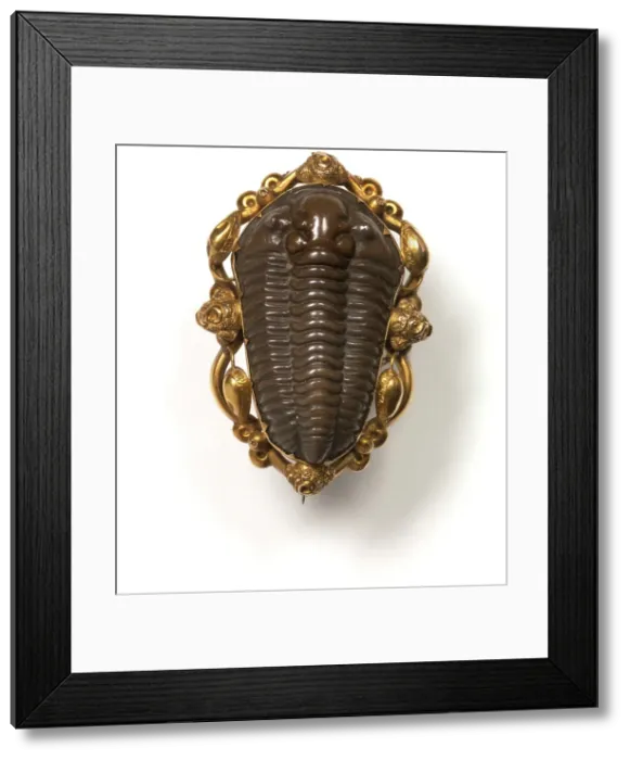 Framed Print : Calymene blumenbachii, locust trilobite Framed Print : Calymene blumenbachii, locust trilobite