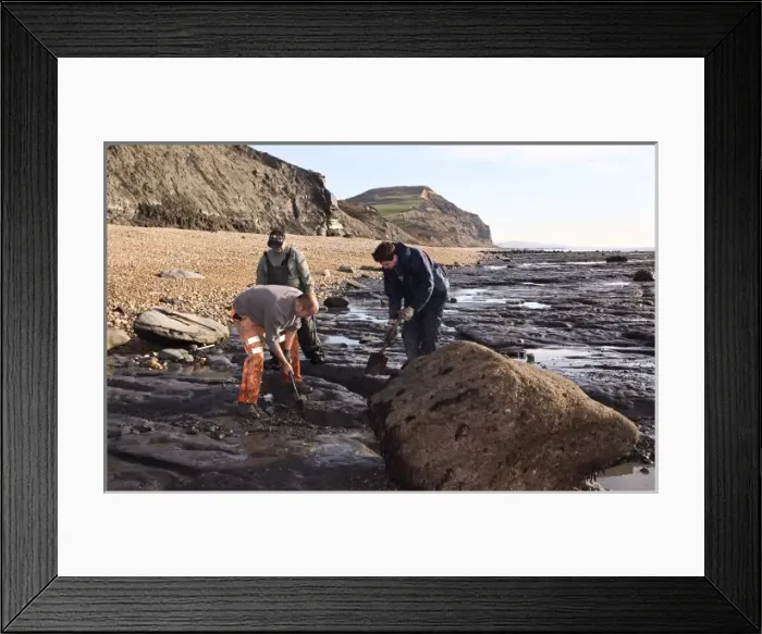 Framed Print : Excavating at Charmouth Framed Print : Excavating at Charmouth