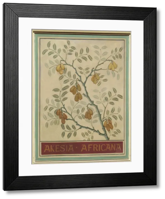 Framed Print : Akesia africana