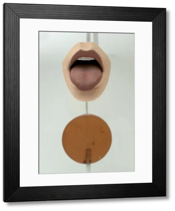 Framed Print : Exhibit in the Human Biology gallery Framed Print : Exhibit in the Human Biology gallery