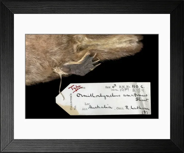 Framed Print : Ornithorhynchus anatinus, duck-billed platypus Framed Print : Ornithorhynchus anatinus, duck-billed platypus