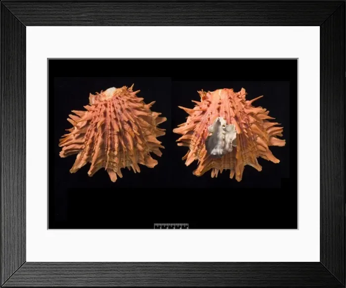 Framed Print : Spondylus pictorum, painted thorny oyster Framed Print : Spondylus pictorum, painted thorny oyster