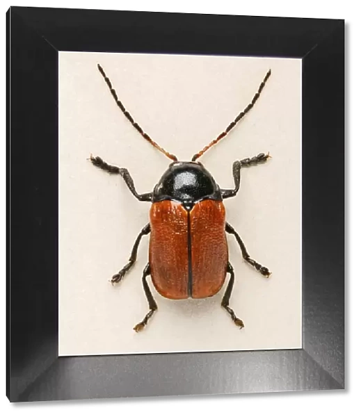 Hazel Pot Beetle