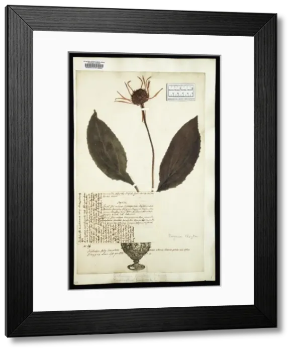 Framed Print : Echinacea purpurea, purple coneflower Framed Print : Echinacea purpurea, purple coneflower